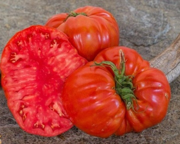 Gigantomo F1 (10 seminte) rosii mari pana la 1 kg tip Beefsteak, carnoase, gust si aroma excelente, Seklos - Img 3