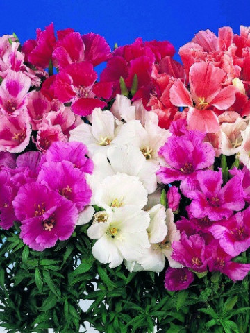 Godetia Mix (1500 seminte) de Azalee de gradina, Clarkia, flori anuale in culori pestrite, Opal - Img 1