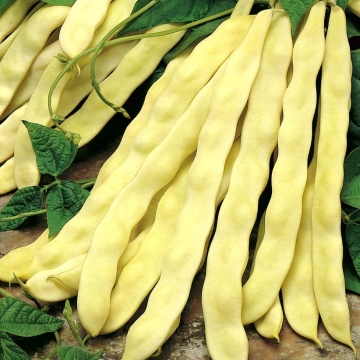 Goldmarie (40 gr) seminte fasole urcatoare galbena lata, Chemyfarm