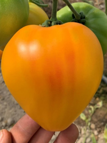 Gourmansun F1 (5 seminte) de rosii exotice tip ananas, in forma de inima galbena, nedeterminate, fructe mari 250- 300 gr, Clause - Img 2