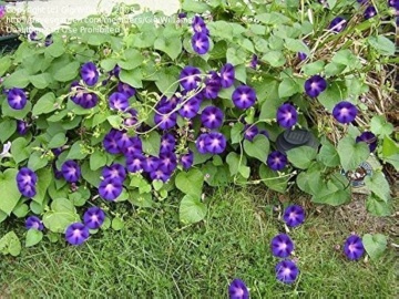 Grandpa Ott's (1 gr) seminte Zorele urcatoare flori mari, violet inchis cu dungi rosii, Toraf - Img 2