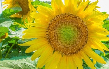 Green Hobbit (1 gr) seminte Floarea Soarelui pitica, flori galbene cu centrul verzui, Toraf - Img 2