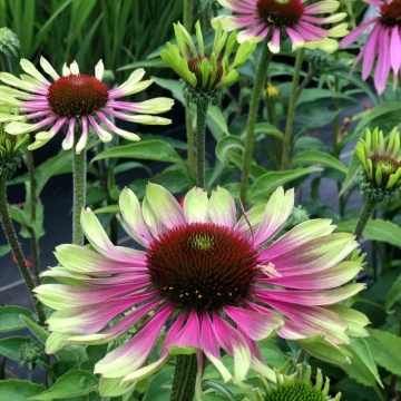 Green Twister (0.3 gr) seminte Echinacea purpurea, flori bicolore verde-lime cu roz, proprietati medicinale, Toraf - Img 6