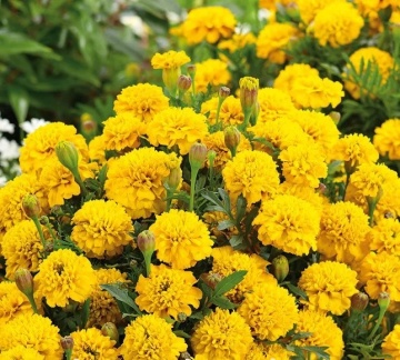 Gypsy Sunshine (1 gr) seminte Craite pitice galben lemon, inflorire abundenta, uniforma, Toraf - Img 2