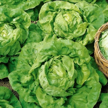 Humil (800 seminte) salata verde de iarna, pentru recolte extratimpurii, Toraf