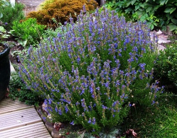 Hyssop BIO (500 seminte) isop BIO, aromatic, melifer, decorativ, Seklos - Img 3