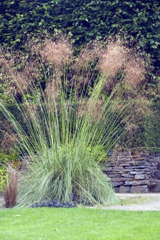 Iarba cu Pene Gigant (10 seminte) Giant Feather Grass - Stipa gigantea, iarba onamentala inalta, gratioasa, Saflax - Img 6