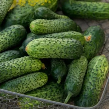 Ilonara F1 (250 seminte) castraveti cornichon partenocarpici, crocanti, gustosi, buni de murat, Rijk Zwaan - Img 2