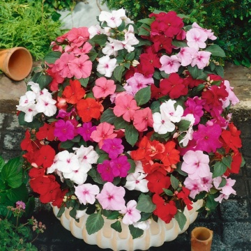 Impatiens mix (0.05 gr) seminte de flori Sporul casei, Agrosem - Img 2