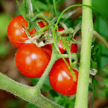 Intrigo F1 (100 seminte) rosii cherry nedeterminate semitimpurii, gust foarte dulce si aromat, Cora Seeds