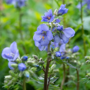 Jacob's Ladder (300 seminte) Valeriana Greceasca perena, flori albastre-violet, stamine galbene, Seklos - Img 1
