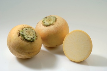 Jaune Boule d'Or BIO (200 seminte) napi BIO galbeni, suculenti, rezistenti, Seklos - Img 2