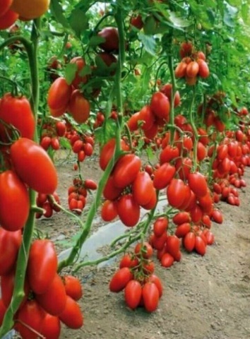 Kmicic (150 seminte) rosii tip San Marzano, soi determinat, foarte gustoase, seminte putine, Polan - Img 3