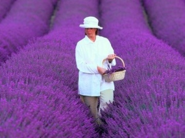 Lavanda (200 seminte) levantica parfumata rezistenta la frig, Florian - Img 2
