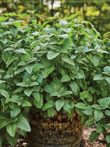 Lemon Balm BIO (600 seminte) roinita-lamaita BIO, aroma proaspata de lamaie, Seklos - Img 2