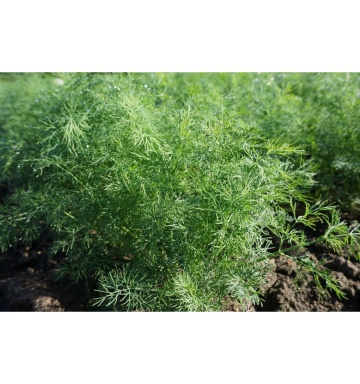 Lena (5 gr) seminte marar pitic parfumat, verde intens, potrivit pentru ghiveci, Seklos - Img 2