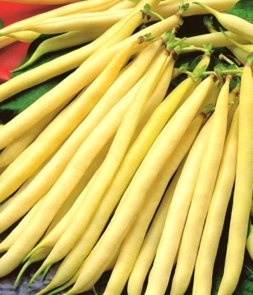 Liwia (500 gr) seminte fasole oloaga, pastai galbene cilindrice, mici, soi rezistent la boli, PlantiCo