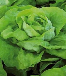Lobela (5000 seminte) drajate de salata cu capatana mare voluminoasa avand o buna capacitate de pastrare in camp si se preteaza cultivarii primavara vara si toamna, Enza Zaden
