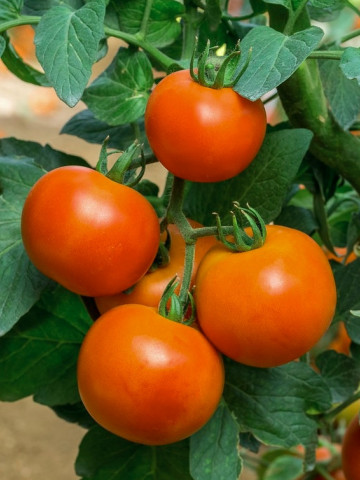 Lolek (150 seminte) tomate pitice portocalii, extrem de tarzii, potrivite depozitarii pe termen lung, PlantiCo - Img 1