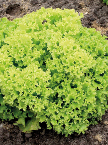 Lollo Bionda (800 seminte) salata creata soi timpuriu, Agrosel - Img 1