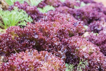 Lollo Rossa (5000 seminte drajate) salata creata rosie, soi timpuriu, potrivita pentru toate sezoanele, Profit Seeds - Img 3