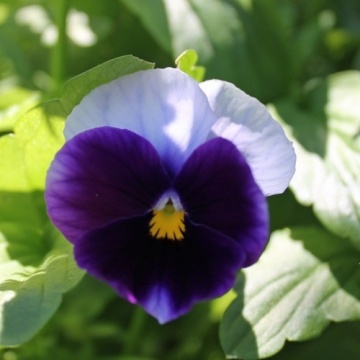 Lord Beaconsfield (220 seminte) Panselute flori violet-alb, Seklos - Img 2