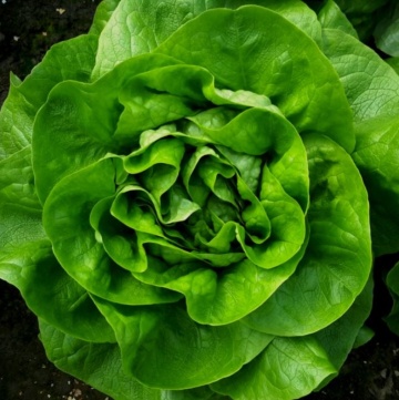 Lores (5000 seminte) salata de capatana tip Butterhead ce formeaza capatani mari, semi-deschise, Vilmorin - Img 1
