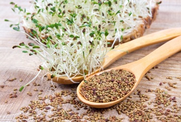 Lucerna Alfalfa BIO Organica (20 gr) seminte pentru germeni sau vlastari de Lucerna BIO, Toraf - Img 2