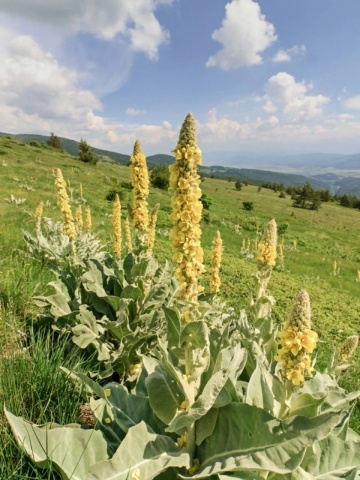 Lumanarica (500 seminte) Large Flowered Mullein - Verbascum densiflorum, planta medicinala cu efect expectorant, antiinflamator, analgezic, Saflax - Img 2