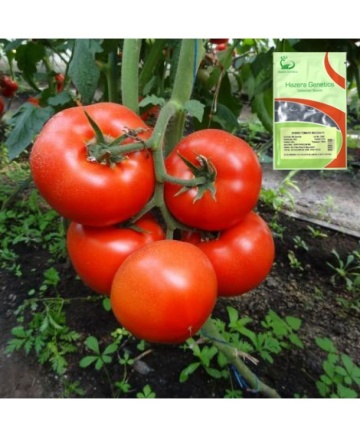Macsin F1 (100 seminte) rosii mari cu crestere nedeterminata, Hazera Genetics