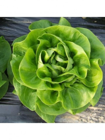 Mafalda (5000 seminte) drajate de salata verde extratimpurie 550 - 600 grame, rezistenta si vigurozitate ridicata, Nunhems - Img 1