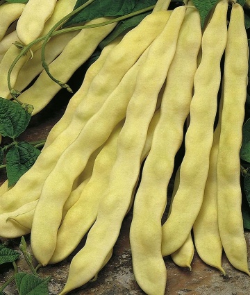 Mamutina (50 gr) seminte fasole oloaga, pastai mari, foarte carnoase, galbene late, PlantiCo