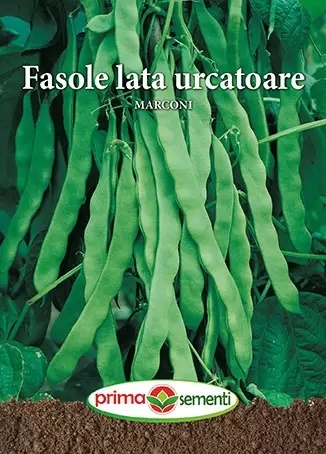 Marconi urcatoare (70 gr) seminte fasole urcatoare cu pastaie verde lata, Prima Sementi - Img 2