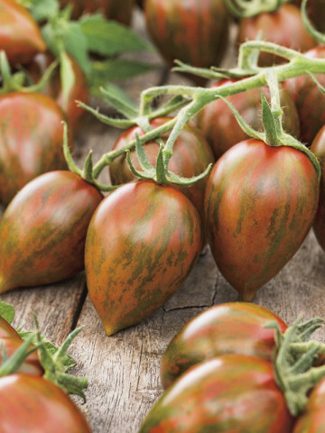 Melange F1 (5 seminte) rosii cherry extra-timpurii, fructe mici cu coaja subtire, rosu inchis cu dungi verzi, foarte gustoase si aromate, Seklos  - Img 2
