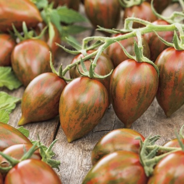 Melange F1 (5 seminte) rosii cherry extratimpurii, fructe mici rosu inchis cu dungi verzi, foarte gustoase si aromate, Seklos - Img 2