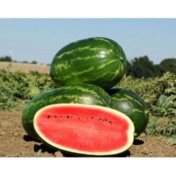 Mellina F1 (1000 seminte) pepene verde miezul este rosu aprins dulce si crocant, Clause