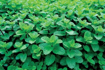 Menta (0,10 grame) planta perena, aromatica, Agrosel - Img 2