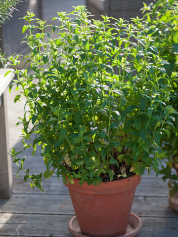 Menta (ghiveci 10,5 cm), rasad planta aromatica Mentha - Img 2