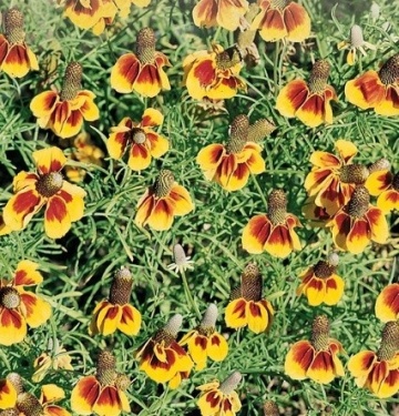 Mexican Hat (0.5 gr) seminte Palarie Mexicana, flori interesante, galben cu maroniu-roscat, Toraf - Img 2