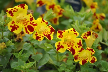 Mimulus (120 seminte) planta perena, diferite culori, Agrosem - Img 3