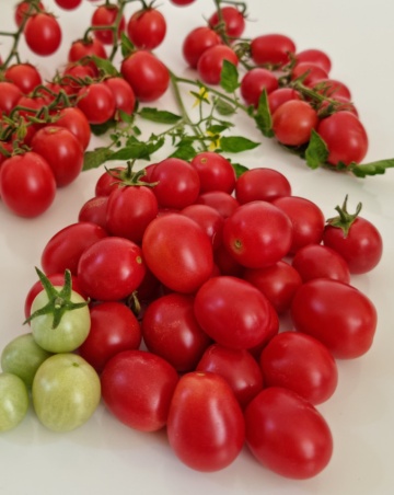 Mini Miss (10 seminte) rosii cherry de culoare roz intens, soi nou de rosii cherry foarte atractiv, IZK Maritsa - Img 1