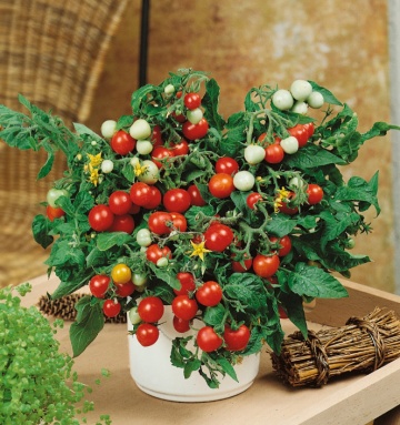 Minuscolo (Micro Tom) seminte de tomate cherry determinate (10 seminte) soi "tufis" pentru ghivece, Pomodori Collection, Buzzy - Img 1