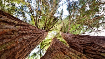Mountain Sequoia (50 seminte) California Giant Redwood - Sequoiadendron gigantea, copac gigant, cel mai voluminos copac de pe planeta, Saflax - Img 3