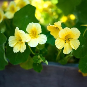 Nasturtium Moonlight (25 seminte) Condurul Doamnei urcator flori galbene, inflorire abundenta, Seklos - Img 2