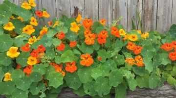 Nasturtium Splitfire (35 seminte) Condurul Doamnei urcator, amestec de culori, inflorire abundenta, Seklos - Img 4