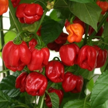 NuMex Suave Red BIO (20 seminte) ardei iute aroma tropicală specifica habanero, ReinSaat