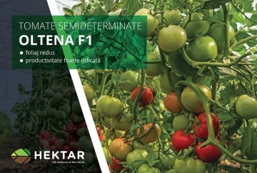 Oltena F1 AS5 311 F1 (500 seminte) de rosii timpurii semideterminate, gust dulce aromat, Hektar - Img 3
