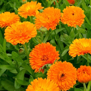Orange Gitana (200 seminte) Galbenele de ghiveci flori portocalii, Seklos - Img 2