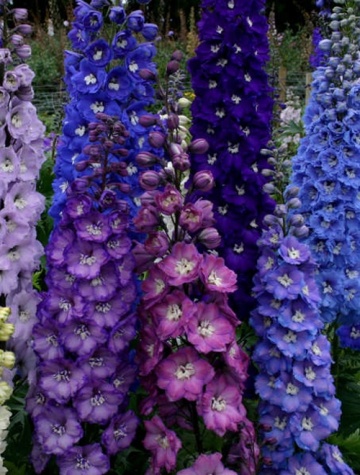 Pacific Delphinium (200 seminte) Nemtisori de gradina inalti, flori impresionante, mix de culori, Seklos - Img 6