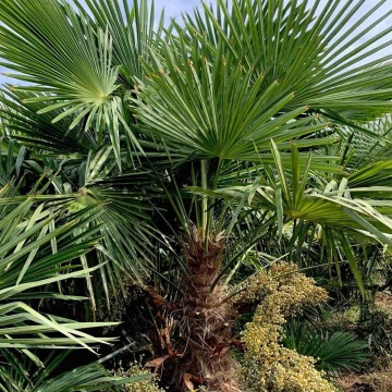 Palmier de Canepa (10 seminte) Chinese Windmill Palm - Chamaerops excelsa, foarte decorativ, rezistent la inghet, Saflax - Img 6